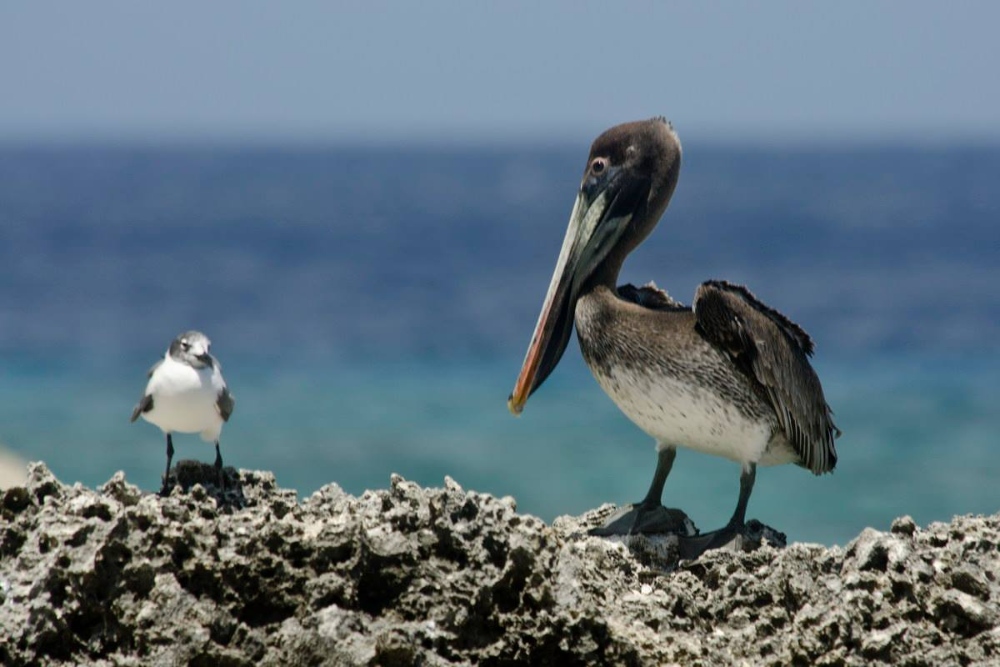 Bonaire wingfoil holidays